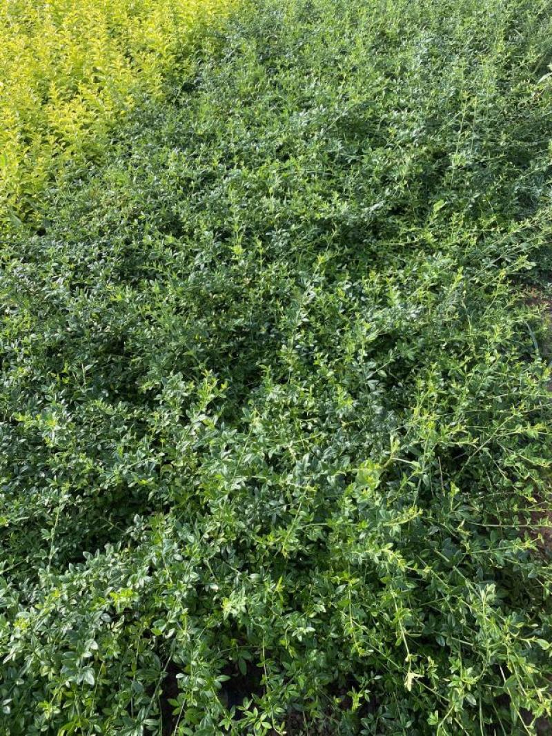 迎春自产自销迎春种植基地60万迎春批发