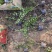 迎春自产自销迎春种植基地60万迎春批发