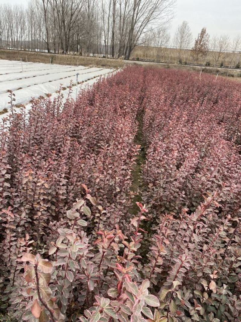 冬红卫矛自产自销冬红卫矛种植基地60万冬红卫矛低价