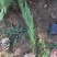 沙地柏农户直销沙地柏自产自销沙地柏种植基地
