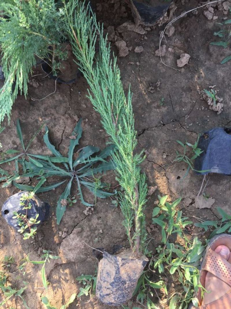 沙地柏农户直销沙地柏自产自销沙地柏种植基地