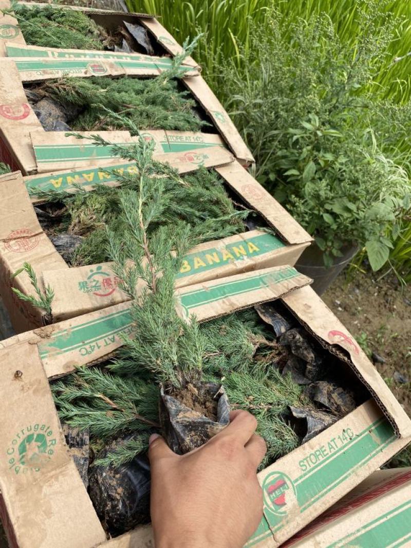 铺地柏自产自销铺地柏种植基地铺地柏低价处理