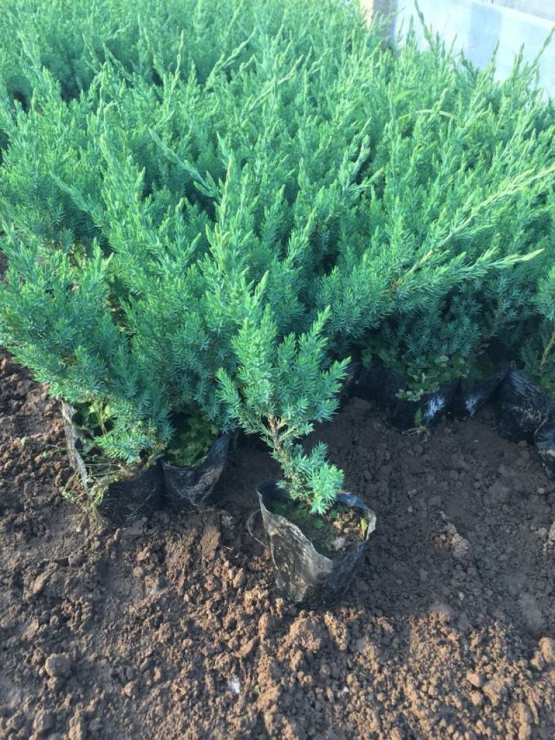 铺地柏自产自销铺地柏种植基地铺地柏低价处理