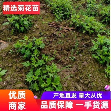 婺源黄菊苗，金丝皇菊苗，贡菊苗成活率高，品质好
