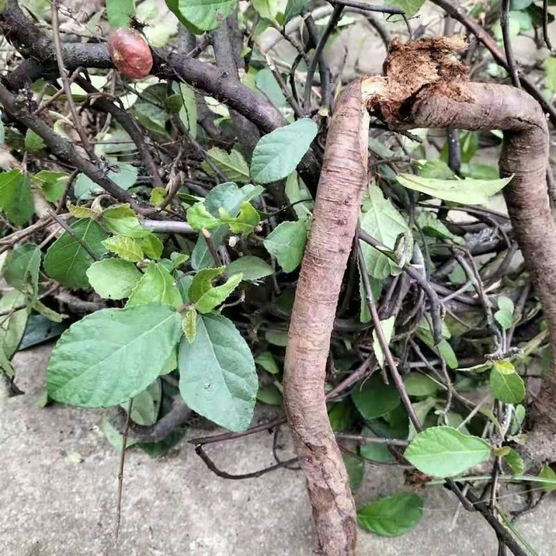 贵州野生地板藤