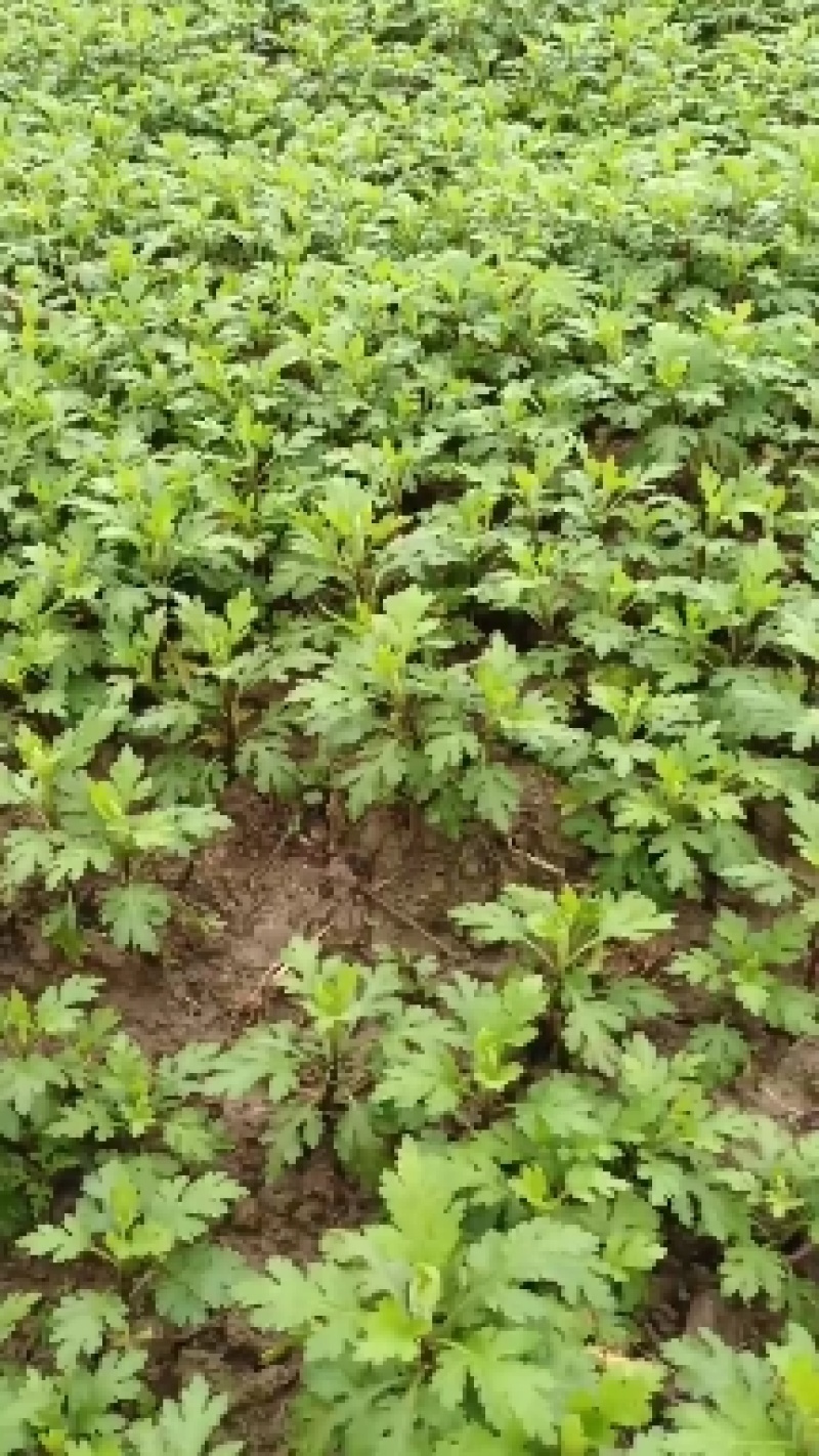 黄山贡菊苗徽州皇菊苗大板七月菊苗药食同源高产量