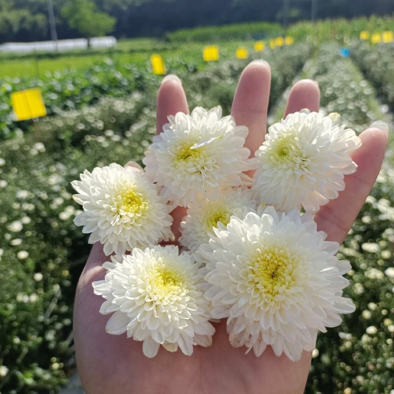 黄山贡菊苗徽州皇菊苗大板七月菊苗药食同源高产量