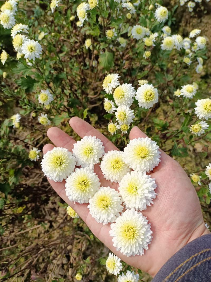 黄山贡菊苗徽州皇菊苗大板七月菊苗药食同源高产量