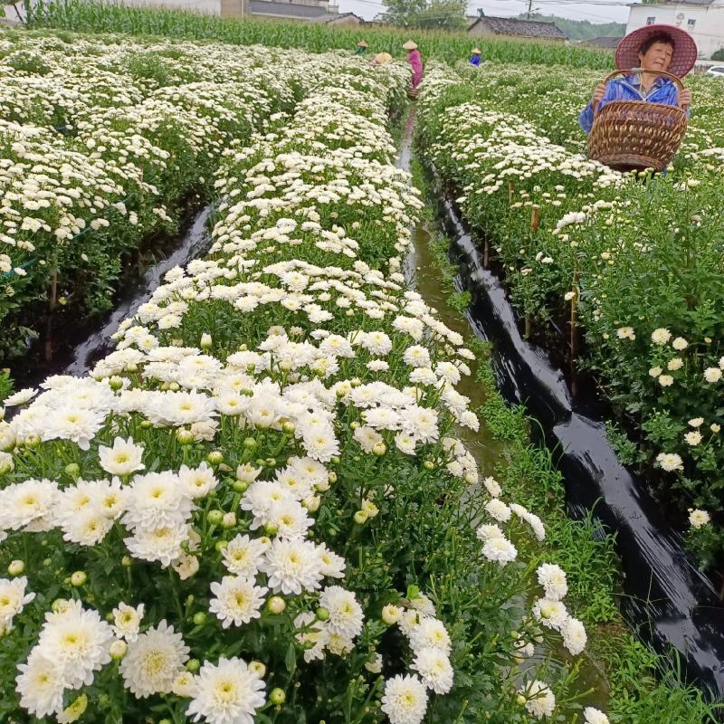 黄山贡菊苗徽州皇菊苗大板七月菊苗药食同源高产量