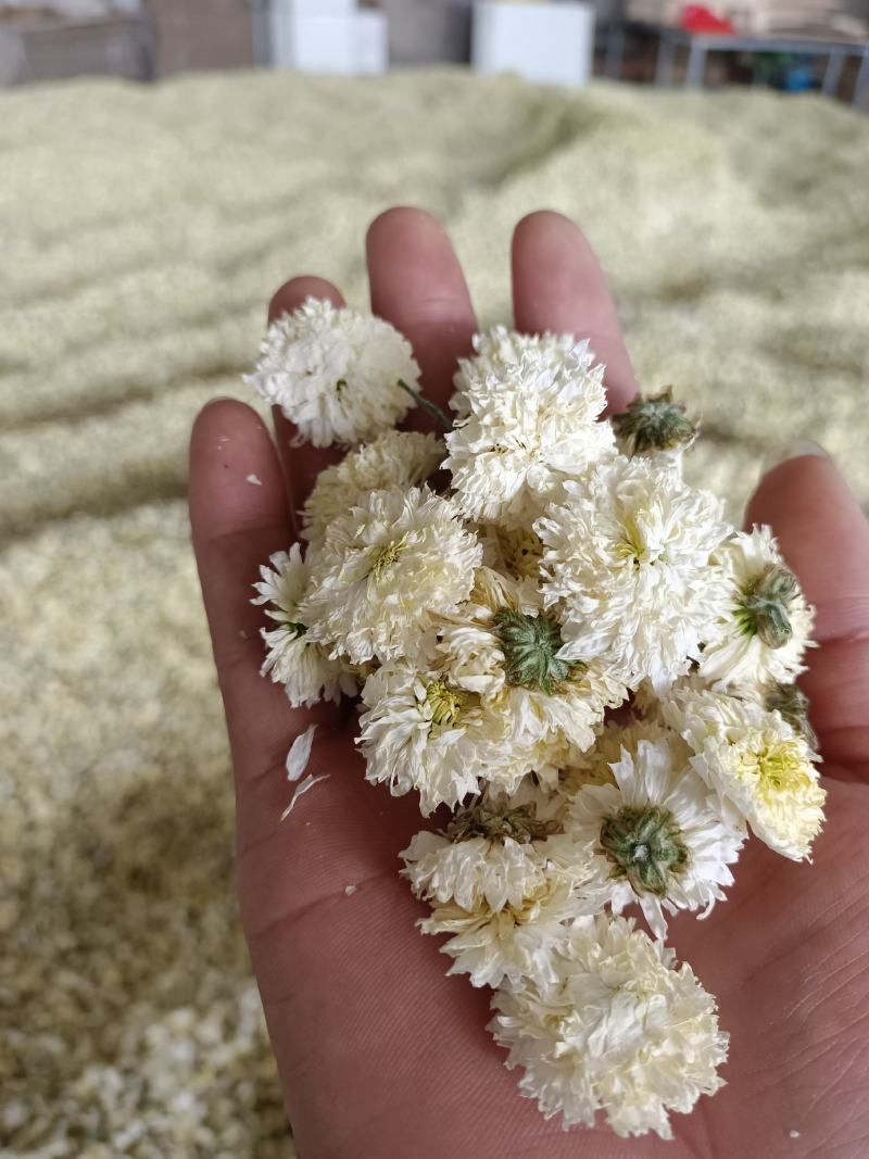 黄山贡菊苗徽州皇菊苗大板七月菊苗药食同源高产量