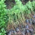 珍珠梅自产自销珍珠梅种植基地。30万低价处理。