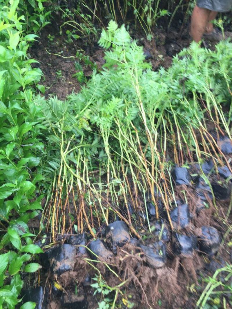 珍珠梅自产自销珍珠梅种植基地。30万低价处理。