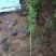 珍珠梅自产自销珍珠梅种植基地。30万低价处理。