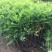 珍珠梅自产自销珍珠梅种植基地。30万低价处理。