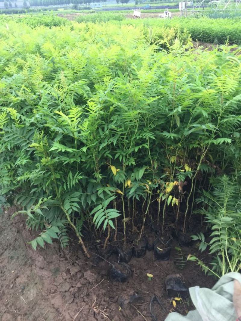 珍珠梅自产自销珍珠梅种植基地。30万低价处理。