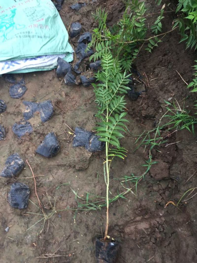 珍珠梅自产自销珍珠梅种植基地。30万低价处理。