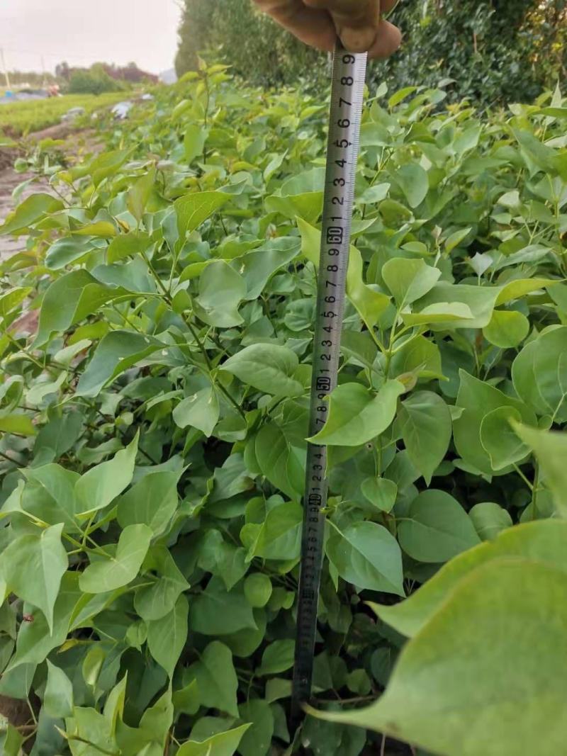 紫丁香自产自销紫丁香种植基地紫丁香低价处理