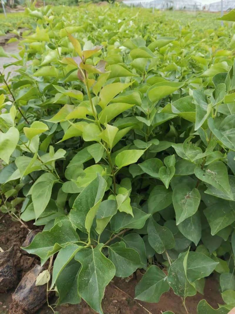 紫丁香自产自销紫丁香种植基地紫丁香低价处理