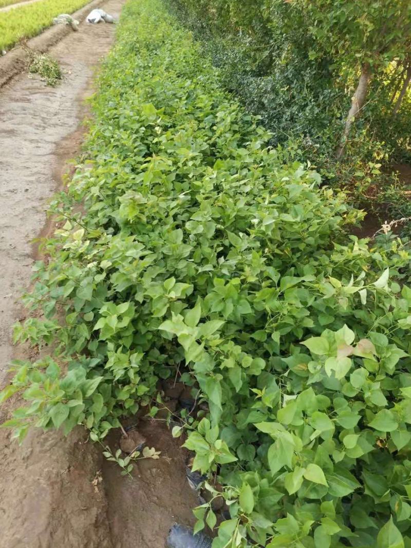 紫丁香自产自销紫丁香种植基地紫丁香低价处理
