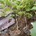 紫丁香在资产直销紫丁香种植基地。30万低价处理
