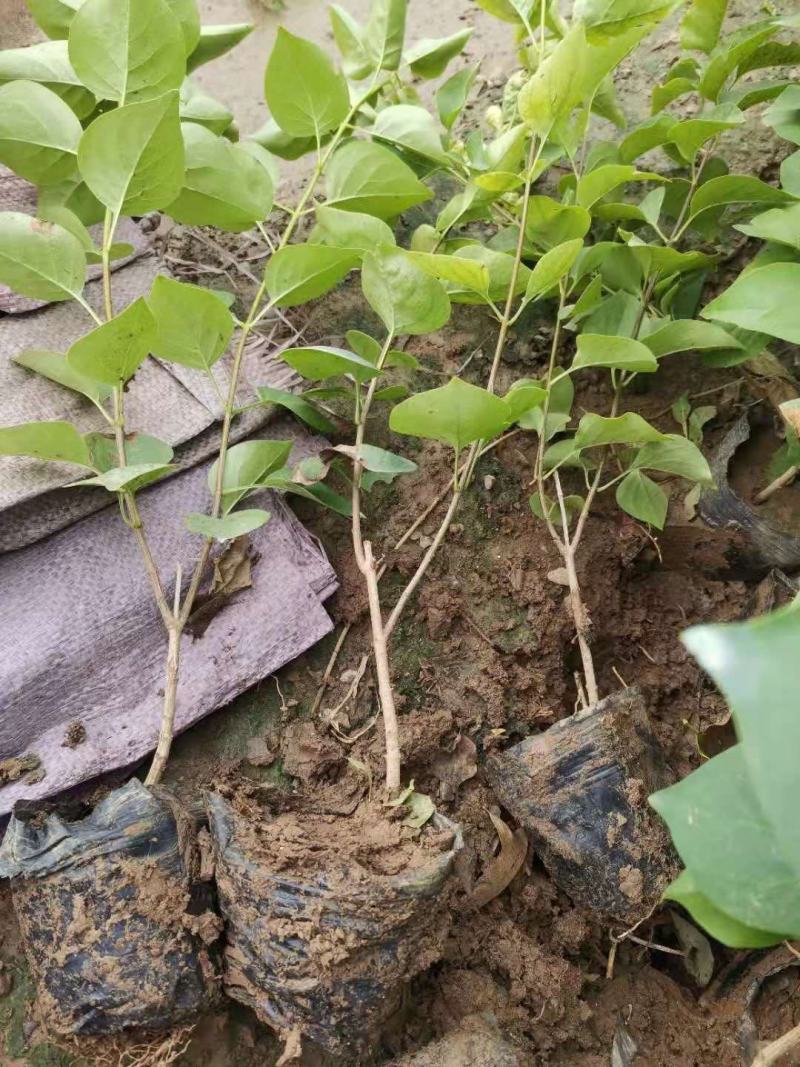 紫丁香在资产直销紫丁香种植基地。30万低价处理