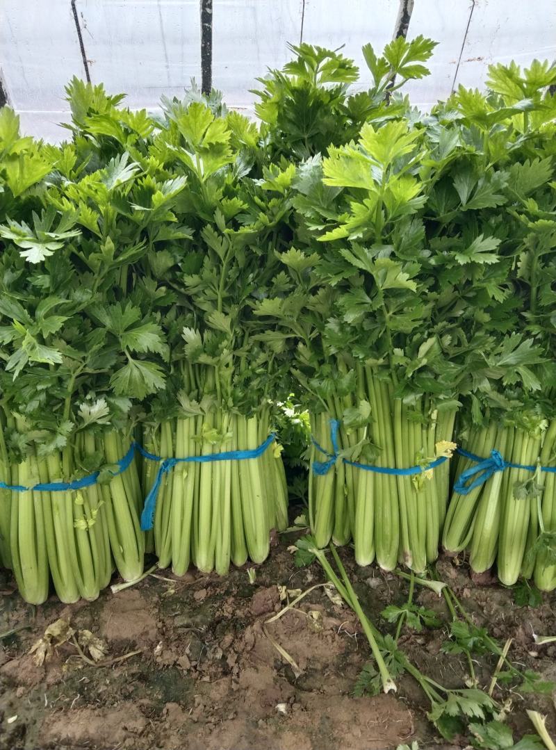 精品优质西芹，大棚西芹，美国西芹产地直供，直供全国各地。