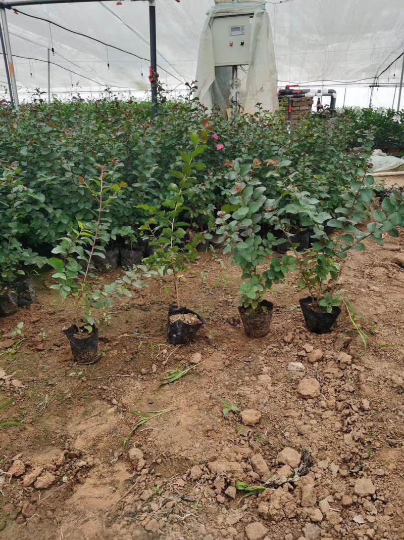 天鹅绒紫薇自产自销天鹅绒紫薇种植基地