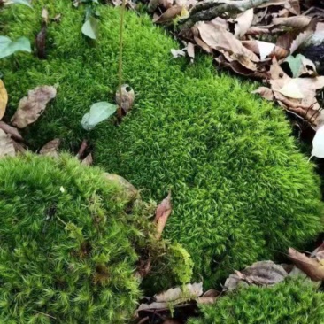 各种苔藓，青苔，苔藓植物活假山水陆雨林缸盆景造景铺面