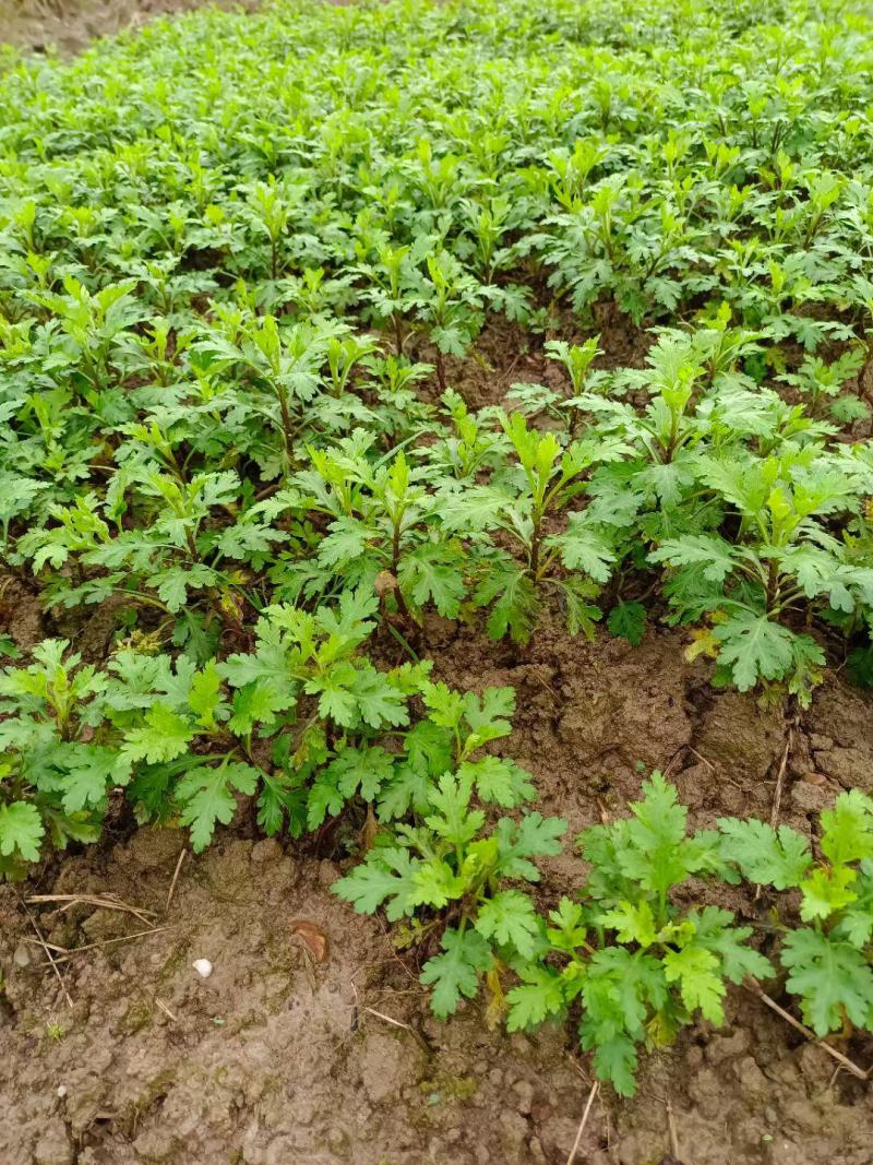 金丝皇菊苗徽州皇菊苗优质苗黄山贡菊苗提供种植技术