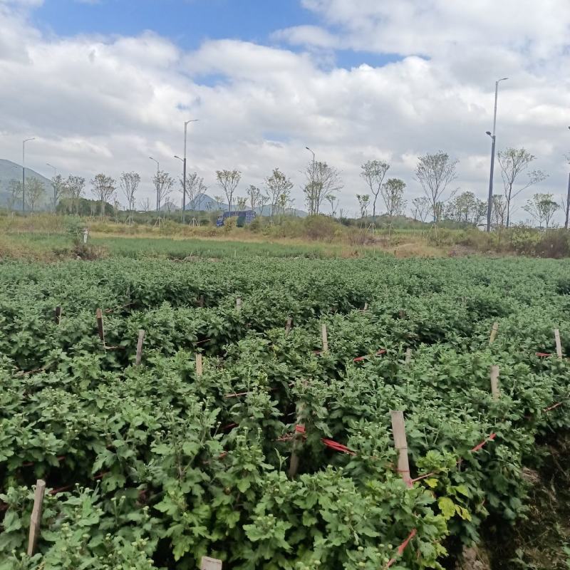金丝皇菊苗徽州皇菊苗优质苗黄山贡菊苗提供种植技术