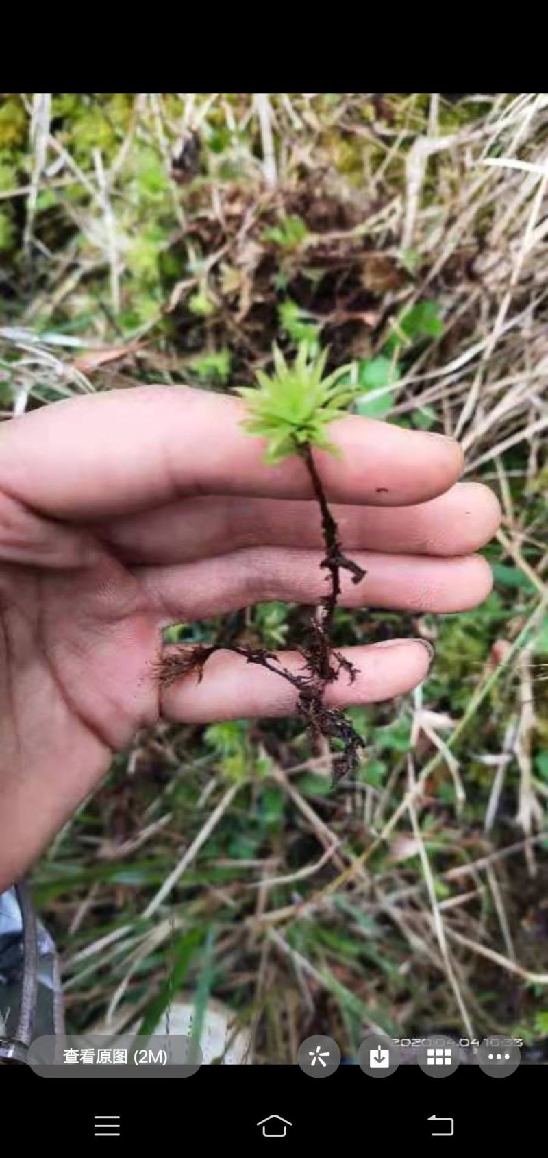 各种苔藓，青苔，苔藓植物活假山水陆雨林缸盆景造景铺面