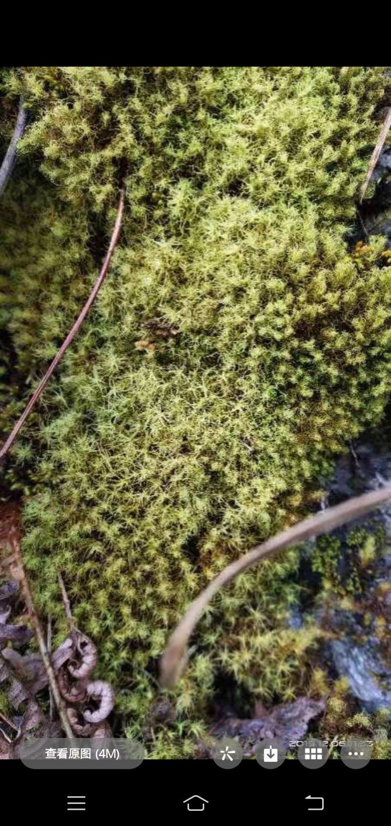 各种苔藓，青苔，苔藓植物活假山水陆雨林缸盆景造景铺面