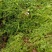 各种苔藓，青苔，苔藓植物活假山水陆雨林缸盆景造景铺面