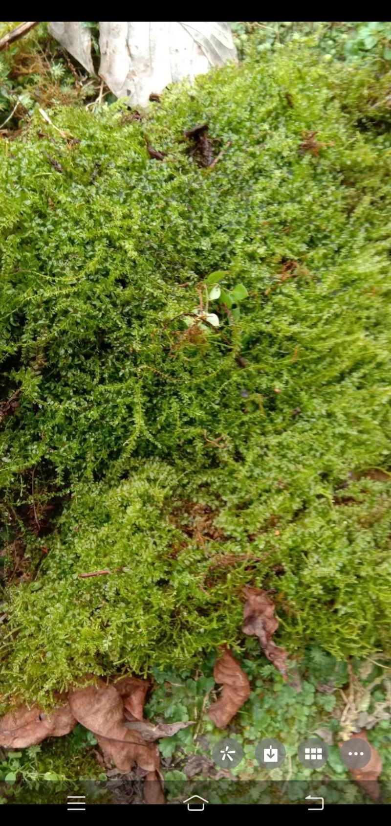 各种苔藓，青苔，苔藓植物活假山水陆雨林缸盆景造景铺面