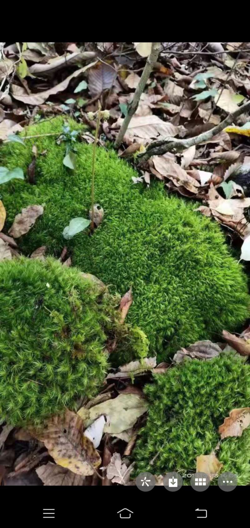 各种苔藓，青苔，苔藓植物活假山水陆雨林缸盆景造景铺面