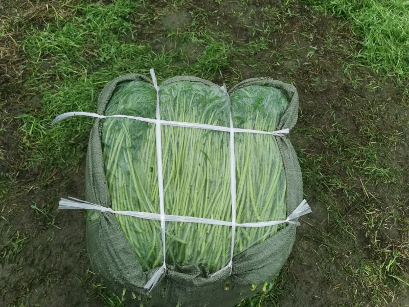 大量芦蒿上市