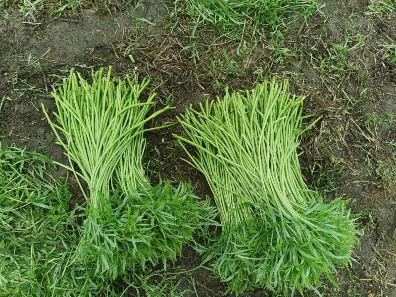 大量芦蒿上市
