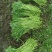 大量芦蒿上市