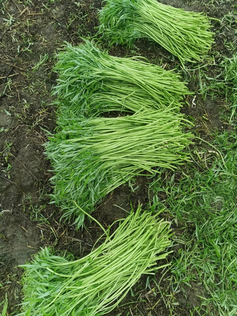 大量芦蒿上市