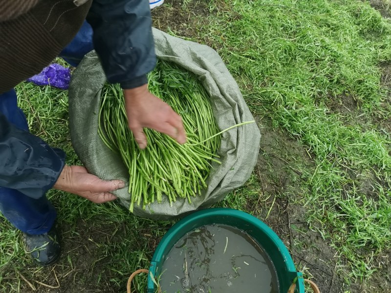 大量芦蒿上市