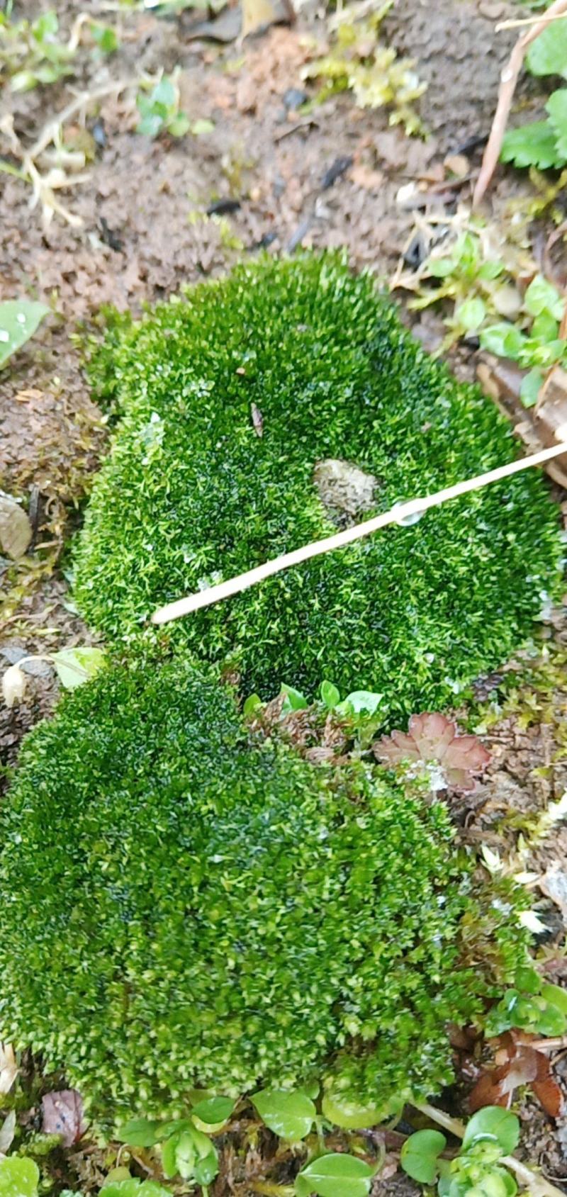 各种苔藓，青苔，苔藓植物活假山水陆雨林缸盆景造景铺面