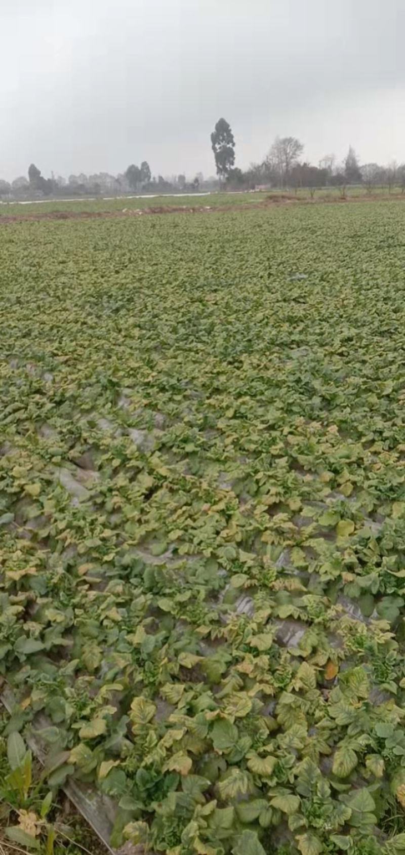 水果萝卜，产地直销，颜色清秀，量大从优，个头均匀