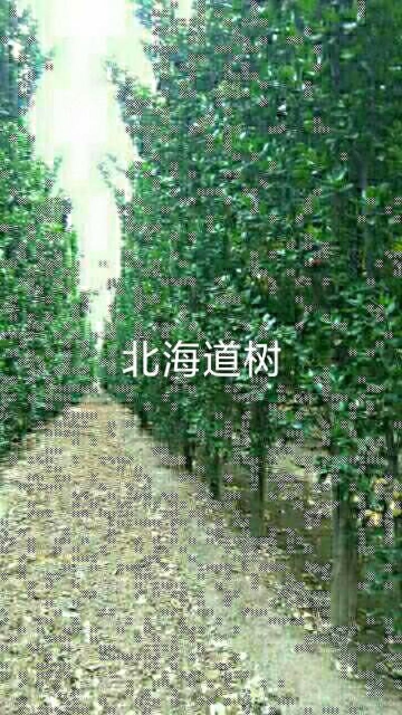 大小规格海道黄杨
