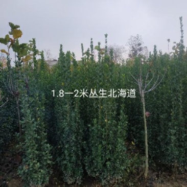 大小规格海道黄杨