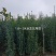 大小规格海道黄杨