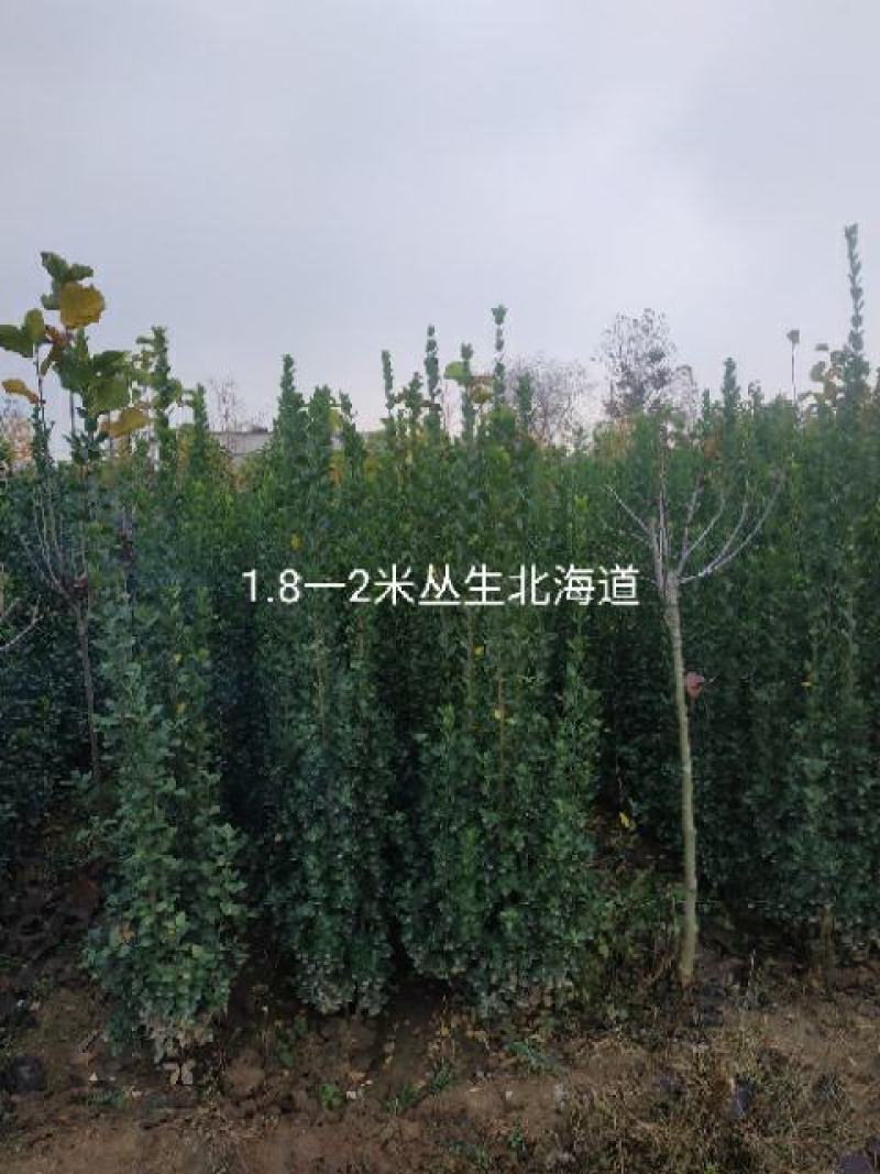 大小规格海道黄杨