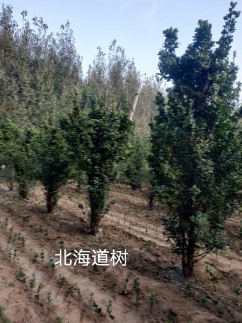 大小规格海道黄杨