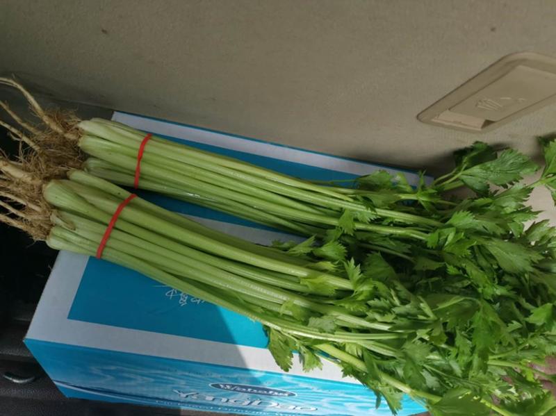 芹菜55cm，玻璃翠，蔬菜原产地，质量保证欢迎来