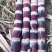 广东番禺甘蔗种苗品质保证规格齐全产地直发欢迎咨询！