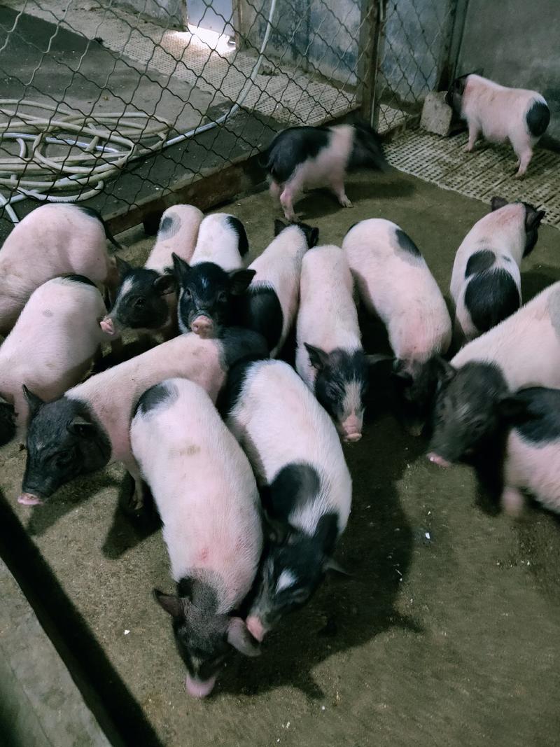 批发巴马香猪藏香猪种苗果园放养怀孕母猪阉割商品猪全国发货
